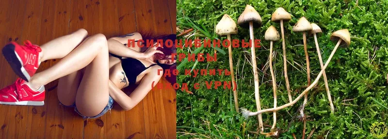 Галлюциногенные грибы Psilocybe  Торжок 